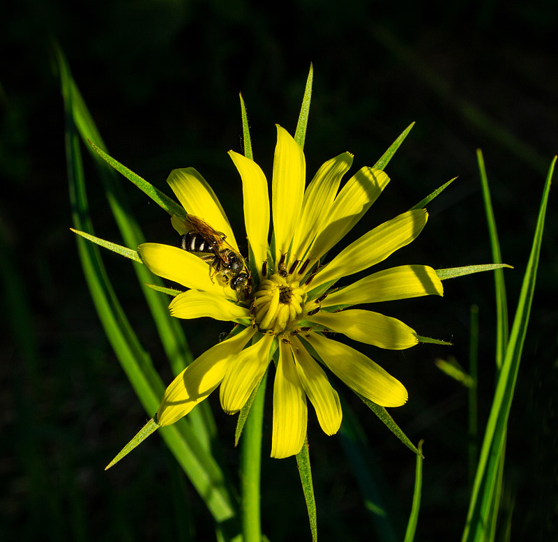 野蜂从山须花上采集花粉