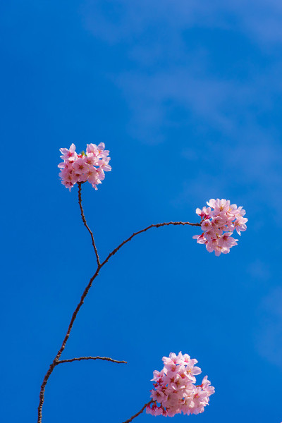 “Sakura”樱花在河边盛开