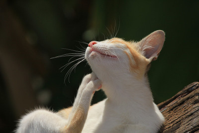 猫