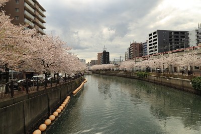 日本神奈川县横滨市大川河上盛开的樱花