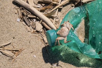 排在塑胶樽上的海蟹在受污染的沙质海岸栖息