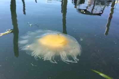 卵黄水母