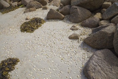 帽贝在海滩