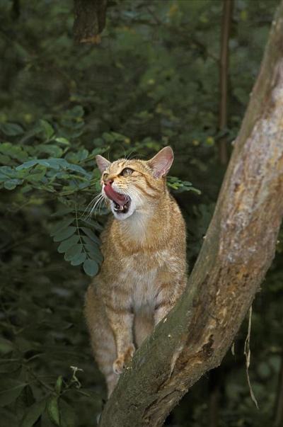舔鼻子的欧洲野猫