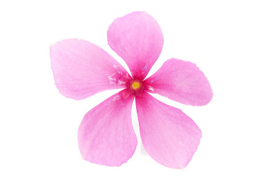 特写的Catharanthus roseus或药用Nayantara或Sadabahar(印度)孤立