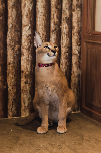 狞猫的猫