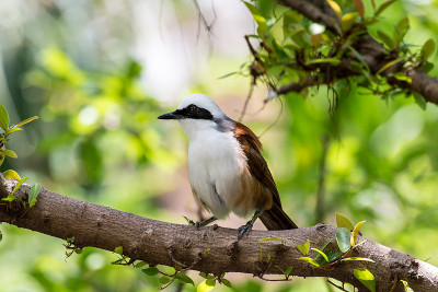 白头Laughingthrush