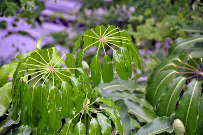 昆士兰伞树(Schefflera actinophylla)