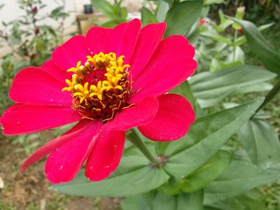 花
