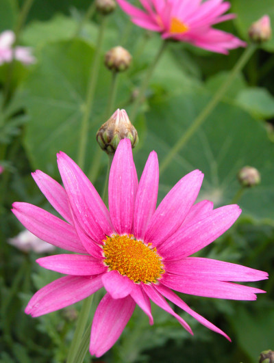雏菊花
