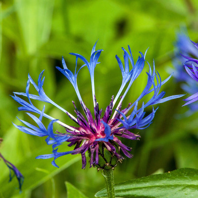 矢车菊花