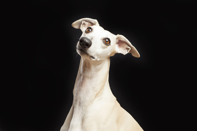 一个漂亮的惠比特犬的工作室肖像