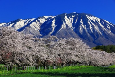 岩手县蓝天和樱花