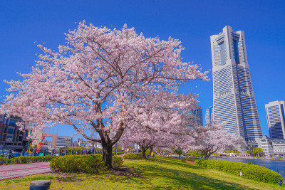 樱花和横滨港人未来的屋顶盛开