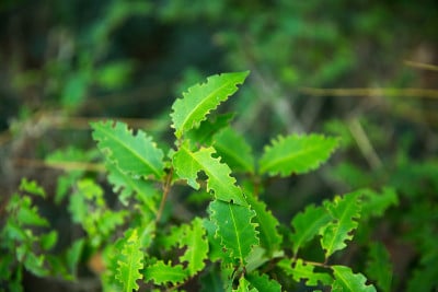 Ligustrum清明的。女贞子常被用作观赏树，有时以杂色的形式。蜡叶女贞子绿色灌木。