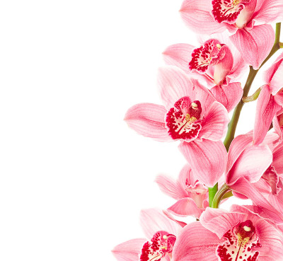 兰花的花
