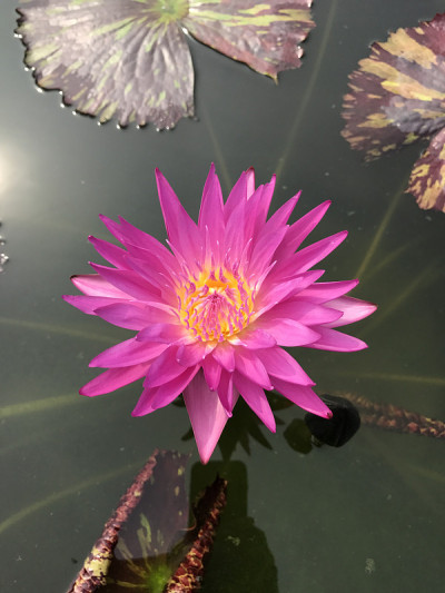 睡莲或星莲或星睡莲。