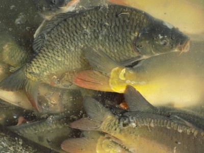 鱼市上水族馆里的鱼