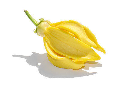 白底依兰上的依兰香花。