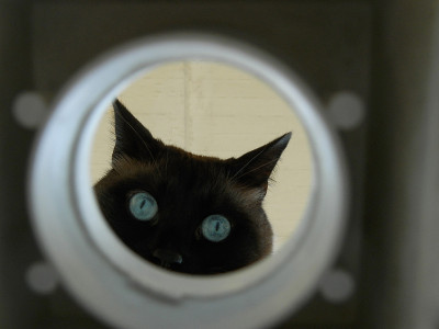 好奇的猫往洞里看