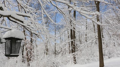雪林里的灭虫器