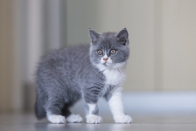 灰色英国短毛猫，室内