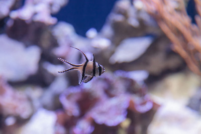 骄傲的鲤鱼，Pterapogon kauderni