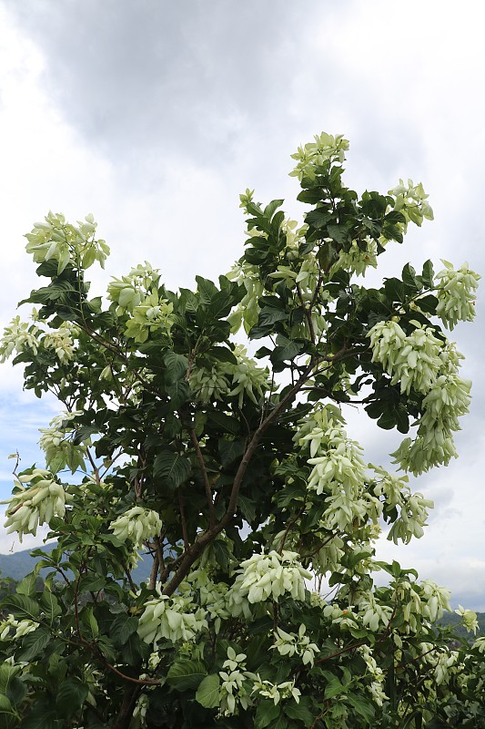 白色Mussaenda花。美丽的小黄色Mussaenda菲律宾。白种乌桑达花有桔黄色花。Mussae