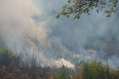 野火燃烧草地产生烟灰