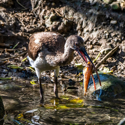 朱鹮、福氏斑鳖吃鱼