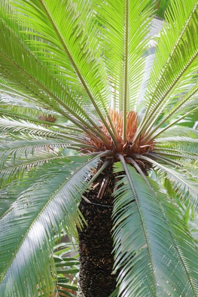 珍奇植物特写