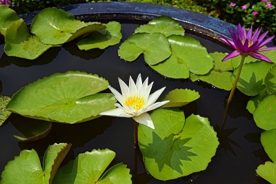睡莲在盆里