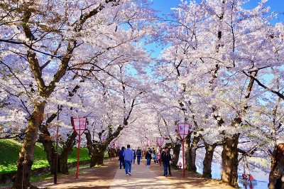 不管樱花
