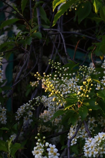 鸟樱树开花，叶淡绿