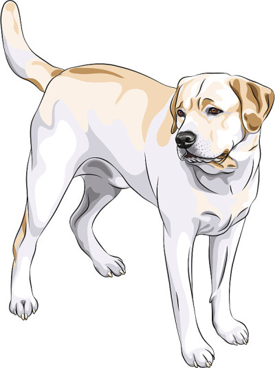 矢量素描黄枪犬品种拉布拉多寻回犬