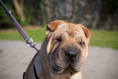 sharpei狗肖像
