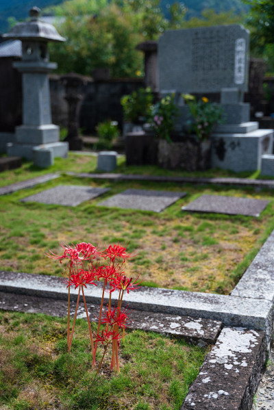 在日本坟墓中盛开的红色一簇孤挺花