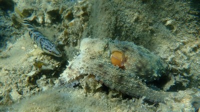 普通章鱼(octopus vulgaris)狩猎