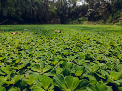 雌蕊是天南星科海芋科的一种水生植物。它是Pistieae部落中唯一的属，反映了它在科内的系统隔离。