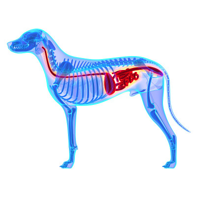 狗消化系统-犬类狼疮解剖-分离