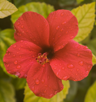 红花雨点