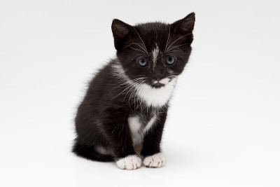 黑色小小猫