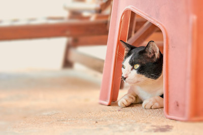 黑猫和白猫躺在地上