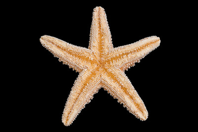 海星底部