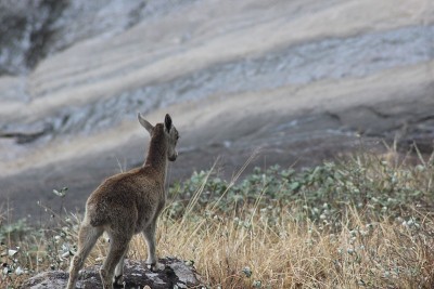 Nilgiri Tahr -野山羊