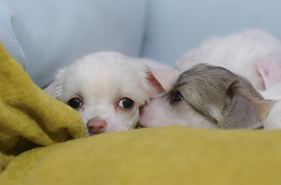 中国冠毛犬小狗