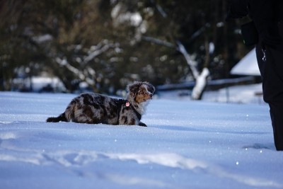 狗狗小狗冬天的雪