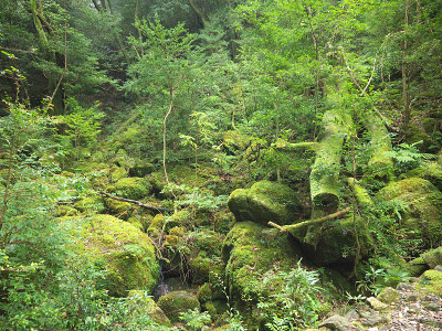 屋久绿色森林