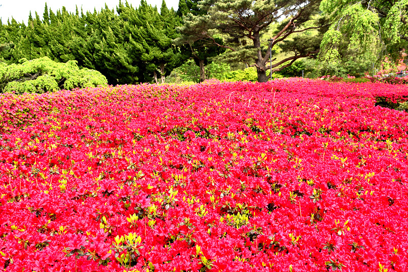 伊豆小室山杜鹃花