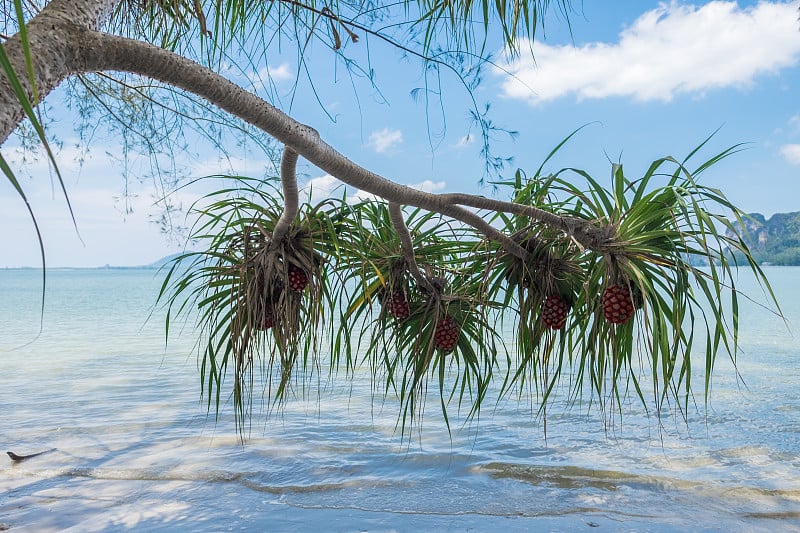 海露兜新鲜果实的特写或螺旋松植物挂在树上。在泰国董海滩上的露兜。海滨螺丝果在树上